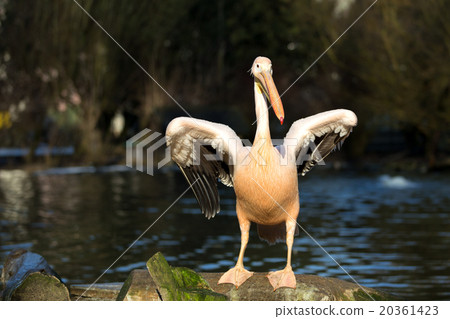 rare Spot-billed pelican, Pelecanus philippensisin 20361423