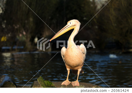 rare Spot-billed pelican, Pelecanus philippensisin rare Spot-billed pelican, Pelecanus philippensisin 20361424
