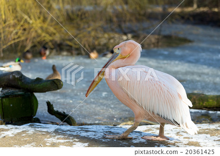 rare Spot-billed pelican, Pelecanus philippensisin 20361425