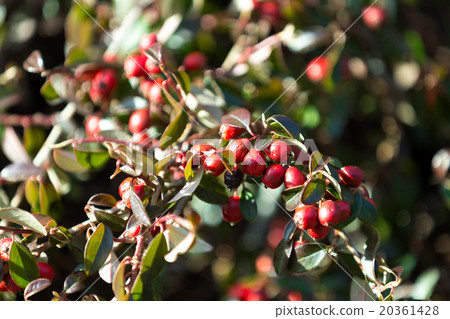 background with red gaultheria 20361428