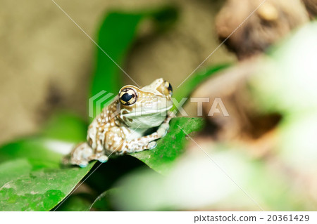 tree frog or Amazon milk frog tree frog or Amazon milk frog 20361429