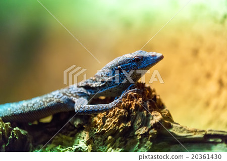 small lizzard varanus timorensis small lizzard varanus timorensis 20361430
