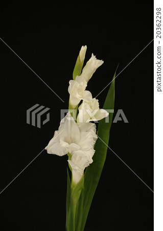 Gladiolus 20362298