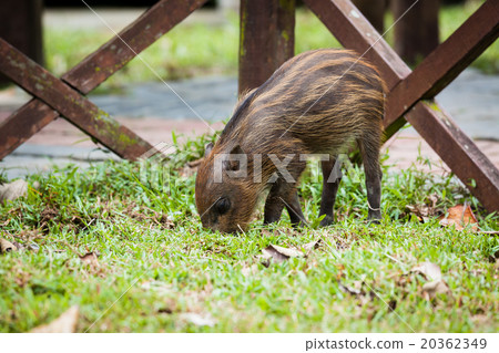 Baby wild boar digging grass Baby wild boar digging grass 20362349