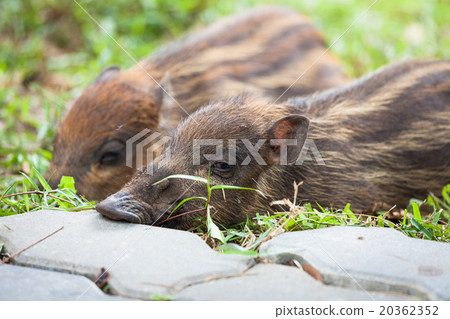 Baby wild boars sleeping on grass Baby wild boars sleeping on grass 20362352