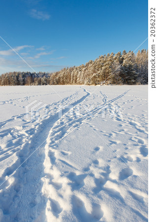 Frozen lake and snow covered forest Frozen lake and snow covered forest 20362372