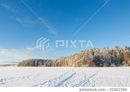 Frozen lake and snow covered forest 20362384