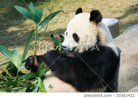 Panda eating bamboo 20362422