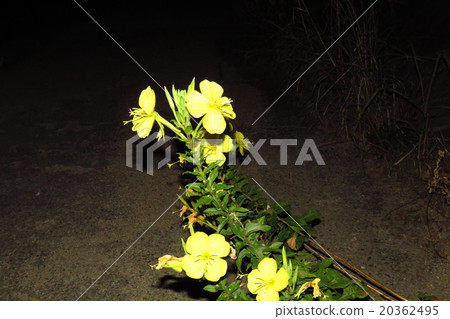 Flower of the field: Mimitetsuyusugusa (female waiting grass) Akabane family Flower of the field: Mimitetsuyusugusa (female waiting grass) Akabane family 20362495