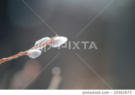 Feline Willi 20362675