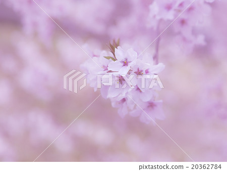 櫻桃樹 櫻桃樹 20362784