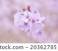 櫻桃樹 20362785
