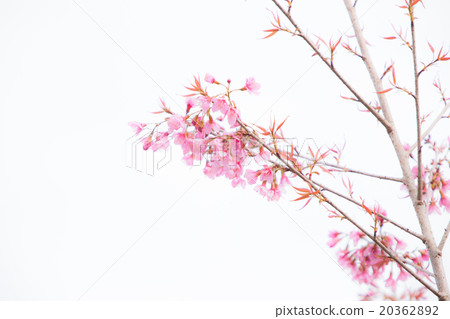 Beautiful pink cherry blossom (Sakura) flower. 20362892