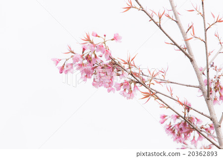 Beautiful pink cherry blossom (Sakura) flower. 20362893