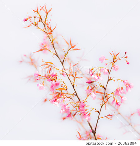 Beautiful pink cherry blossom (Sakura) flower. 20362894
