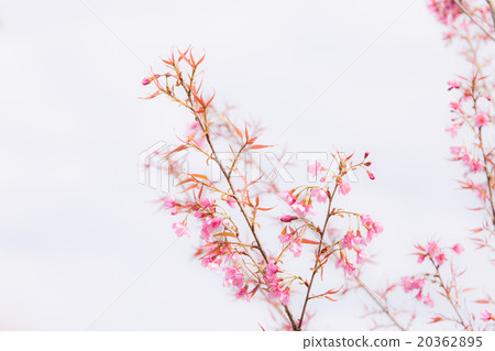Beautiful pink cherry blossom (Sakura) flower. 20362895