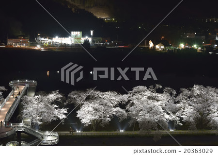 One piece of Okawara-cho, Shibata-gun, Miyagi prefecture One night Sakura cherry blossoms scenery at night 20363029