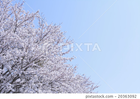 Full view of Senbon-zakura at the first sight of Okawaramachi, Shibata-gun, Miyagi prefecture 20363092