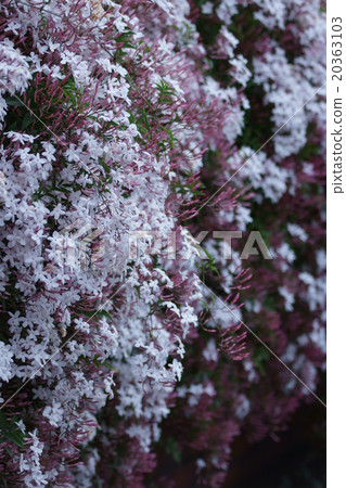 I am Mr. Hagoromo Hagoromo Jasmine. It is a good incense. 20363103