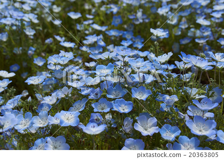 Lots of Nemophila Lots of Nemophila 20363805