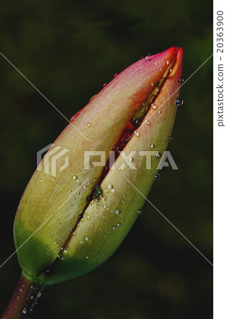 setigerum hybridum and a fly setigerum hybridum and a fly 20363900