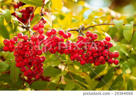 Brush rowan Brush rowan 20364088