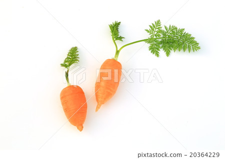 Ginseng Ginseng 20364229