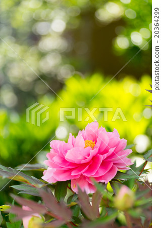 燦爛優雅的華麗牡丹在春天的陽光下閃耀著清晰的花瓣 20364299