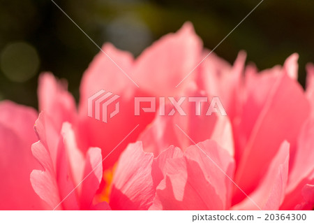 Brilliant and elegant gorgeous peony shining clear petals in spring sunlight 20364300