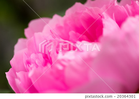 Brilliant and elegant gorgeous peony shining clear petals in spring sunlight 20364301