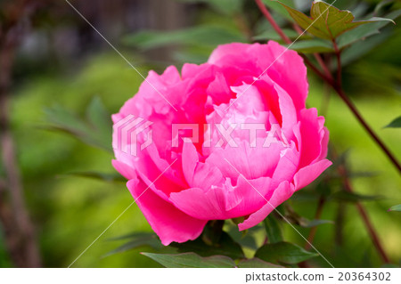 Brilliant and elegant gorgeous peony shining clear petals in spring sunlight 20364302