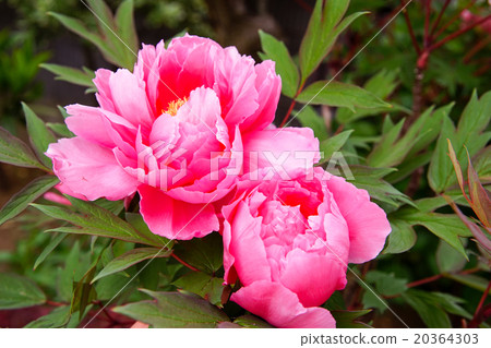 Brilliant and elegant gorgeous peony shining clear petals in spring sunlight 20364303