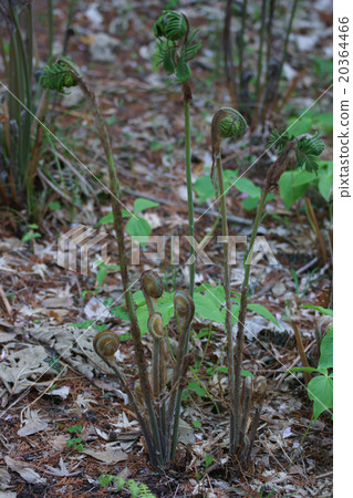 It seems that it was called Rose Zenmai Kazamaki Zenimaki. In case 20364466