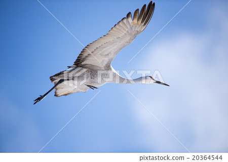 Sandhill Crane in Flight Sandhill Crane in Flight 20364544