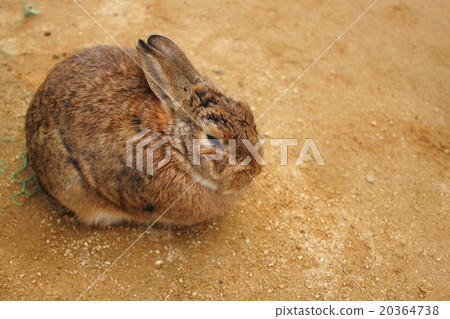 Ushiku Koien的兔子 Ushiku Koien的兔子 20364738