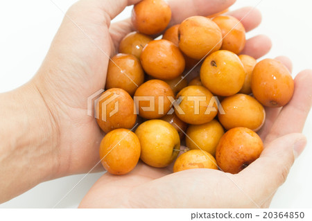 handful of jujube 20364850