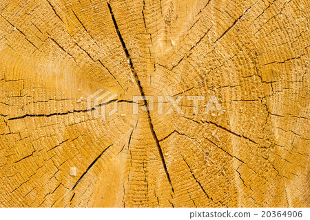 I cut down a tree 20364906