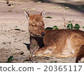 Yakushika（井之頭動物園） 20365117