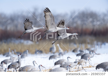 Sandhill Cranes in flight Sandhill Cranes in flight 20365337
