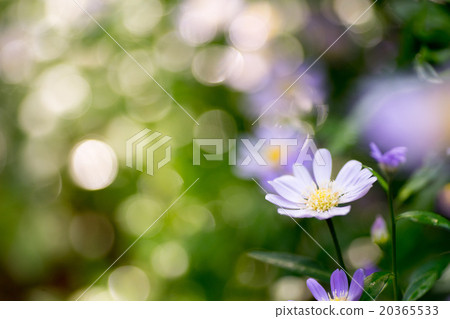 Miyako Wasure Ultimate Jade Bouquet with ornate and pretty petals glittering in spring sunlight 20365533