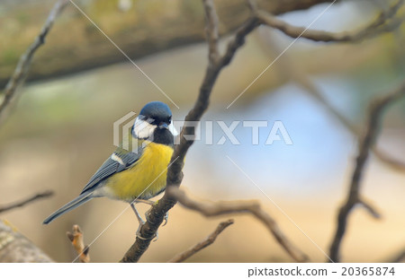 Great Tit (Parus major) 20365874