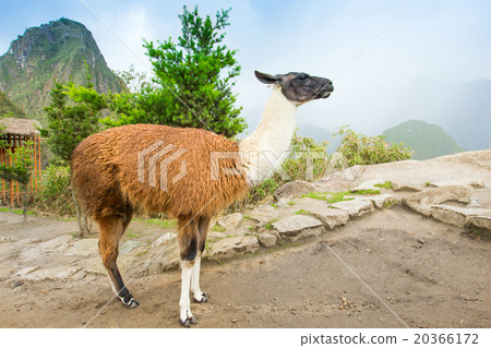 lamas in Andes,Mountains, Peru 20366172