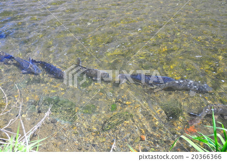 鯉魚起義 鯉魚起義 20366366