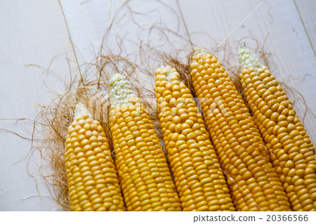 Fresh corn on table close up Fresh corn on table close up 20366566