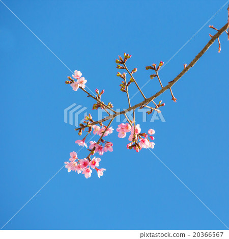 Pink Cherry blossom branch Pink Cherry blossom branch 20366567
