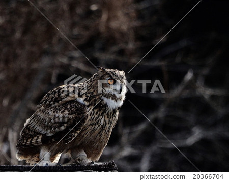 owl owl 20366704