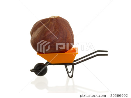Orange wheelbarrow (miniature) with a hazelnut Orange wheelbarrow (miniature) with a hazelnut 20366992