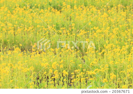 Image of Rape flower field in Chiba (photo) 20367671
