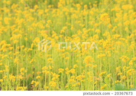 Image of Rape flower field in Chiba (photo) Image of Rape flower field in Chiba (photo) 20367673