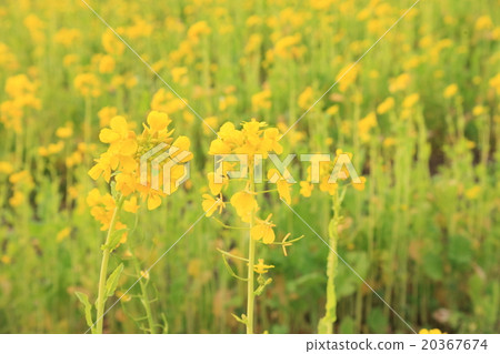 Image of Rape flower field in Chiba (photo) 20367674